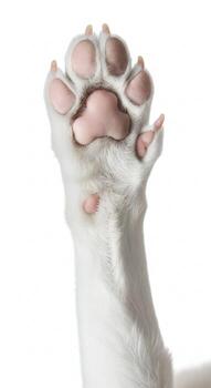 Close up view of a white dog's paw with pink pads and sharp claws extended against a white background photo