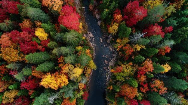 The Colors of an Autumn Forest from a Top Down Drone View photo