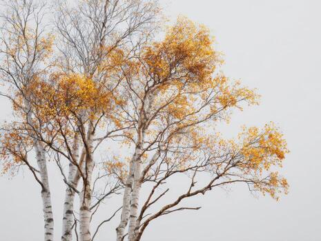 Silver Birch Trees in a Minimalist Autumn Scene photo
