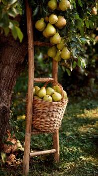 Pear Harvest Scene That Includes A Rustic Ladder photo