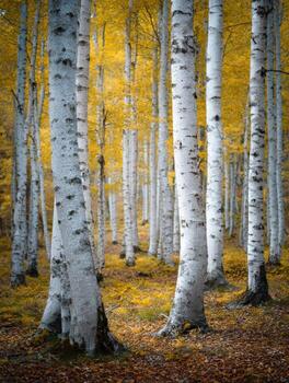 Repeating Pattern Of Birch Tree Bark In Autumn photo