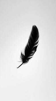 The Minimalist Image of a Black Feather Falling on White photo