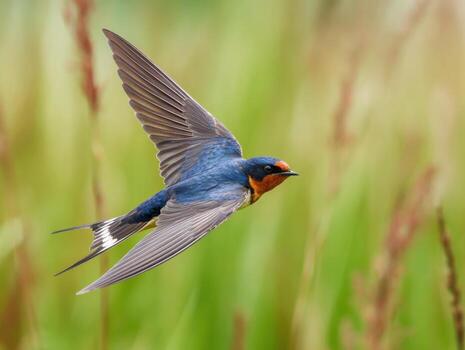 el rápido verano vuelo de un refinado granero golondrina foto