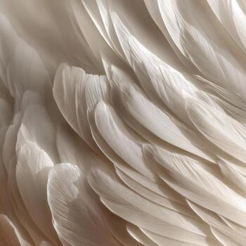 A Study of White Swan Feathers in an Abstract Art Form photo