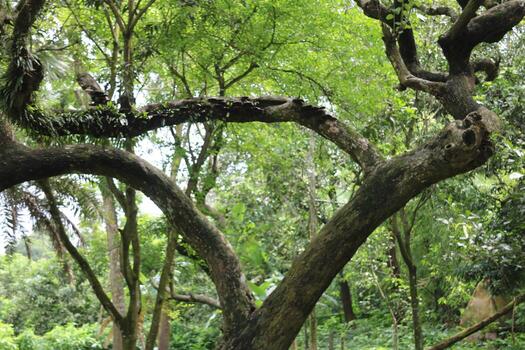 Scarlet Perched on Green photo