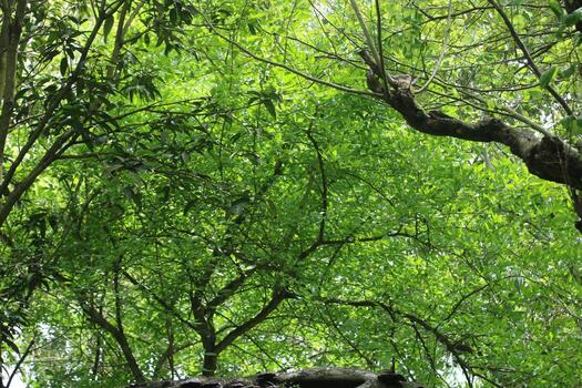 Vibrant Dragonfly in Natural photo