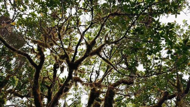 Majestic Canopy A Beautiful Gaze Through the Lush Green Tree Branches and Leaves Above photo