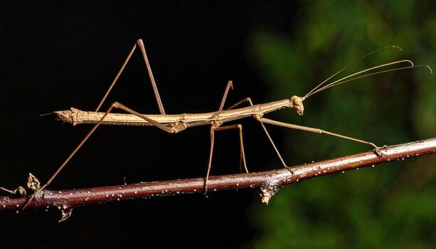 Stick insect brown insect on branch close up macro photography with dark background and green bokeh, showing detailed texture and long antennae in natural environment photo