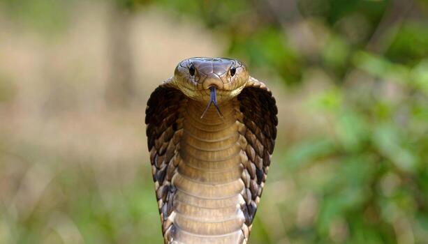 A cobra snake with its head turned to the side photo
