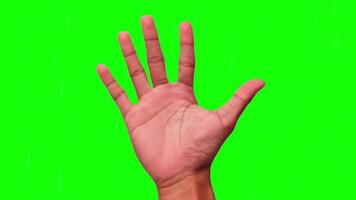 Multiple Open Hands on Green Screen Grid for Chroma Key Compositing and Animation video