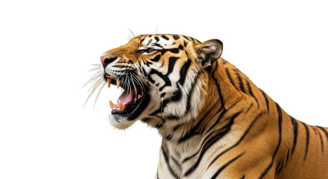 Closeup of a roaring tiger isolated on white background, showing its teeth and powerful jaws photo