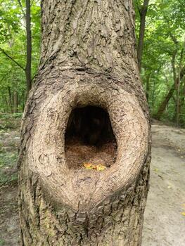 Natural tree with a round hollow hole in the trunk. Close-up in summer forest, textured bark, soft daylight, vertical composition photo