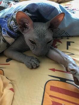 Grumpy sphynx cat lying in bed under blanket, close-up indoors photo