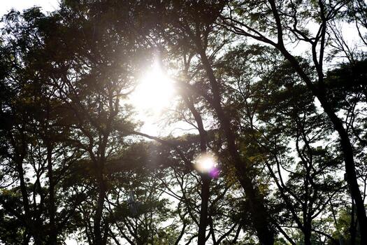Rays of sunlight stream from the corner of horizon skyline casting a warm glow near the park path with sunset twilight sky background scene with dark tree silhouette shadow photo
