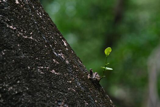 Small branches grow on the trunk photo