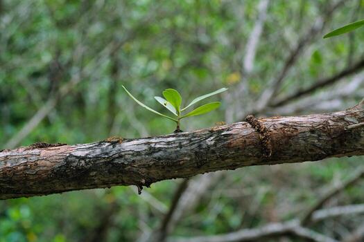 Small branches are growing on a bigger branch photo