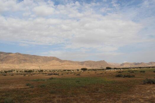 A large open field with a few trees photo