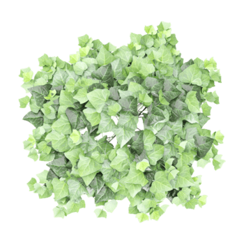 3d tolkning av algerier murgröna kryp växter på transparent duk från de topp se png