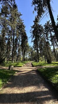 Lush green forest pathway surrounded by tall trees under a clear blue sky, inviting exploration and tranquility in a natural outdoor setting photo