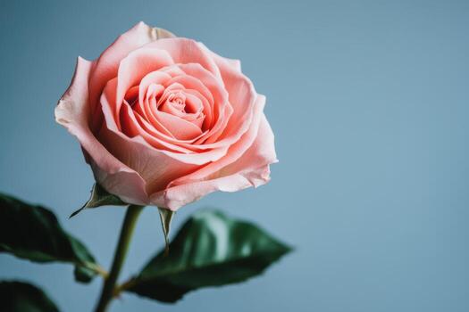Elegant pink rose against a soft blue background in a serene setting photo