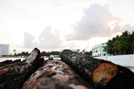 Sunset view of logs stacked near the shore with palm trees in the background photo
