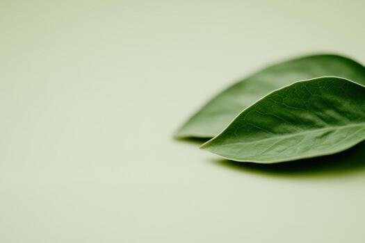 Fresh green leaves resting on a soft background in natural light photo