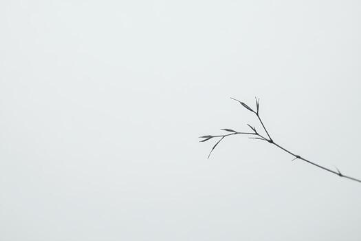 Subtle branch silhouette against a muted gray cloudy sky photo