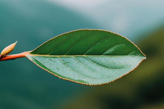 Close-up view of a green leaf on a branch surrounded by blurred greenery photo