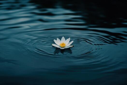 White water lily floating on dark water with ripples photo