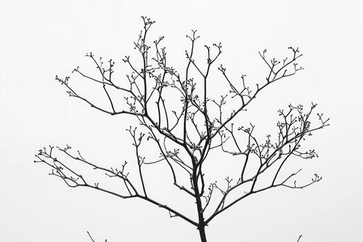 Winter tree branches silhouetted against gray sky during overcast day photo