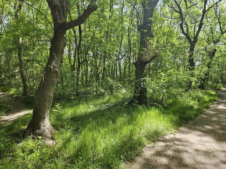 A dirt path through a wooded area with trees photo