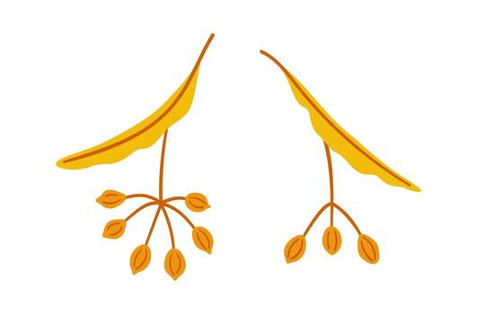 Set of seeds linden tree. Simple handdrawn element on a white background for stickers, web design, and postcards vector