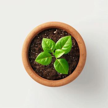 Young green herb plants sprout from rich soil in white pots and a wooden bowl, symbolizing new organic growth photo