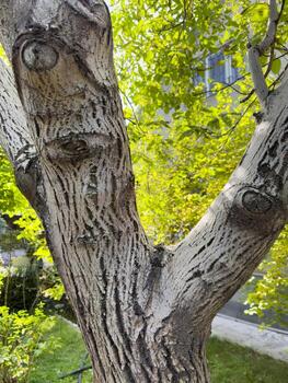 Old tree, tree with thick branches, white tree. A tree trunk with a few holes in it photo
