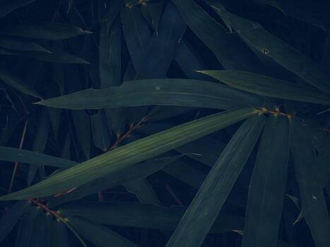 Close-up of bamboo leaves in shadowy abstract nature design photo