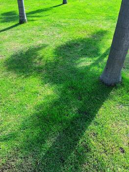 Simple green lawn with natural tree shadow patterns photo