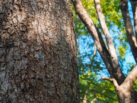 Big tree texture in cool park for nature and environmental background. photo