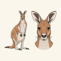 canguro ilustración cuerpo completo y cara vector