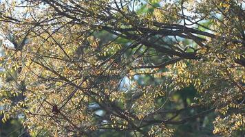 idyllique environnement avec une doux brise dans le feuilles de le arbre dans le relaxant forêt, spécial pour méditation et introspection video