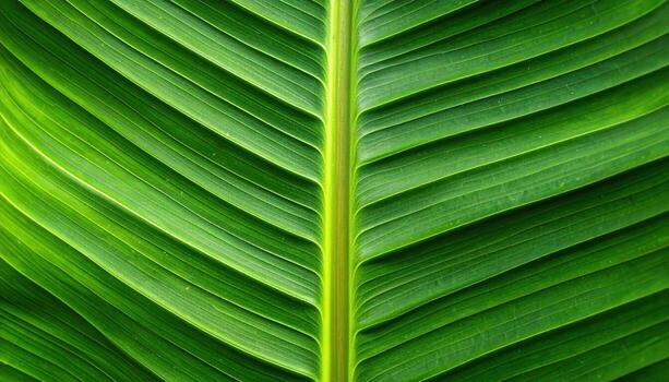 Close up banana leaf midrib ribbing repeating humid green gradient wallpaper background representing botanical texture detail suitable for tropical design photo