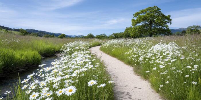 A narrow dirt path winding through a meadow of white daisies in spring, with soft green grass and a clear blue sky above, a small stream running alongside, and a single oak tree in the distance. photo