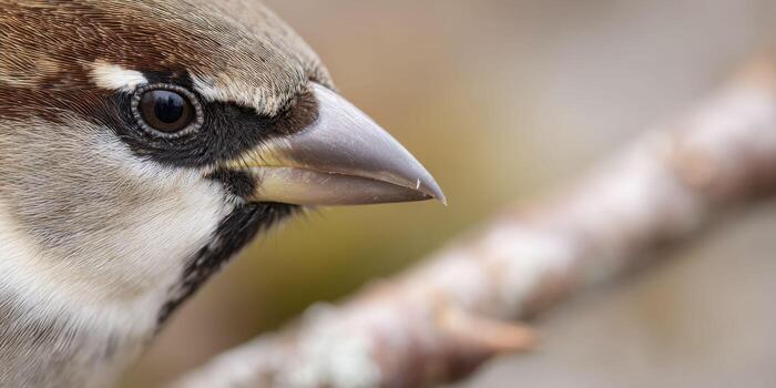 A macro view of a sparrow's beak, showcasing its smooth texture and subtle color gradients, with a soft blur of brown feathers and a twig in the background. photo