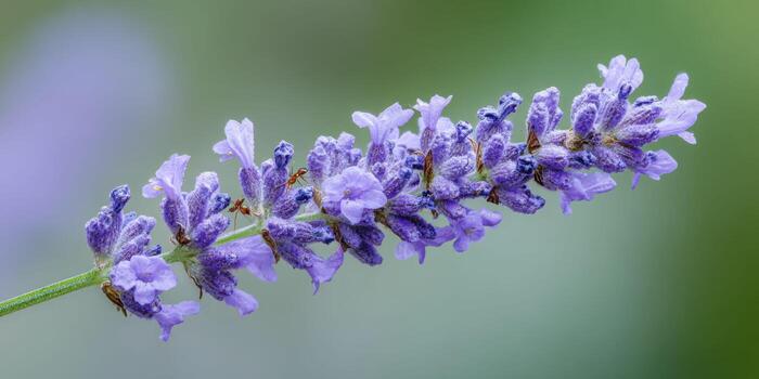 A macro view of a single lavender spike, showcasing tiny purple florets with fine details, a soft bokeh of green stems, and a small ant crawling along the edge. photo