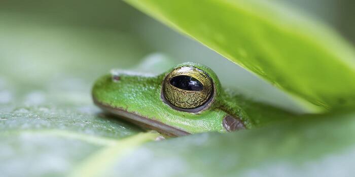 A macro view of a tree frog's golden eye, capturing its slit pupil and reflective surface, with vibrant green skin and a blurred tropical leaf in the background. photo