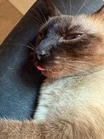 de cerca de siamés gato con lengua pega fuera descansando en silla. Doméstico animal, mascota estilo de vida, y compañerismo simbolizando comodidad, humor, y casa alegría. foto