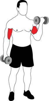 Dumbbell Bicep Curl Exercise vector
