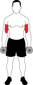 Dumbbell Bicep Curl Exercise Demonstration vector