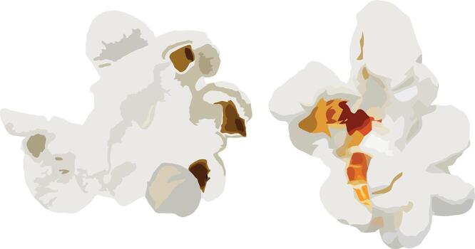 Two fluffy popcorn kernels expanding on white background vector