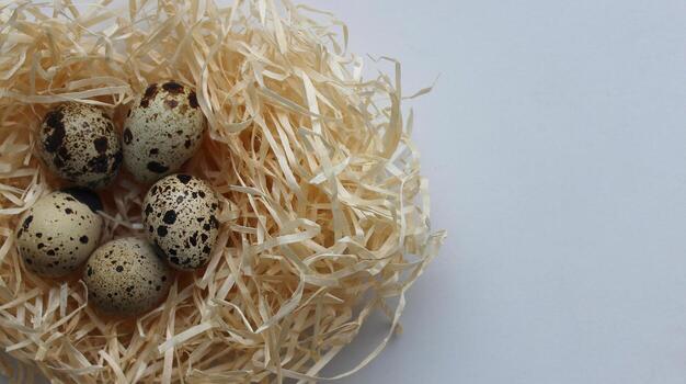 Concept For Postcard Or Wallpaper With Quail Eggs In A Straw Nest On A White Background On A Side Of Image photo