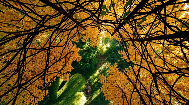 Autumn Canopy Overhead View of Golden Leaves and Dark Branches photo